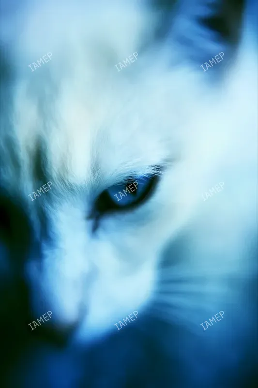 Blue Blur Dream Portraits