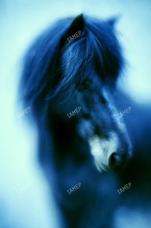 Blue Blur Dream Portraits