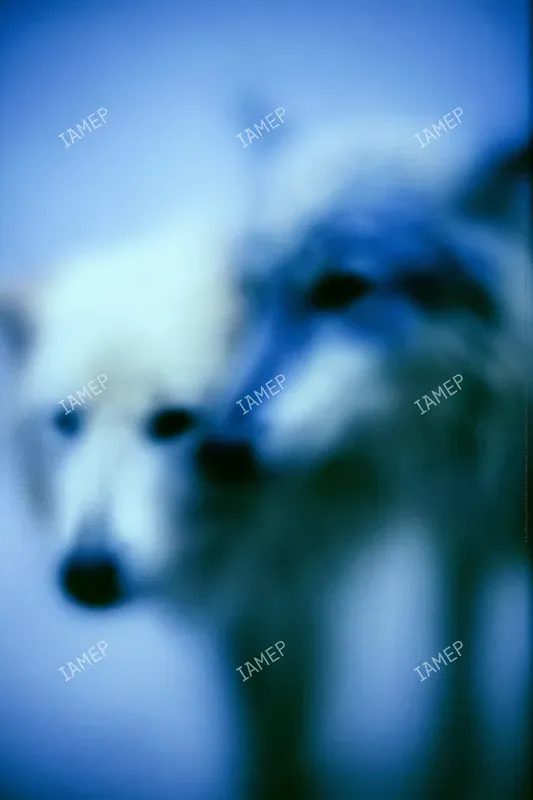 Blue Blur Dream Portraits