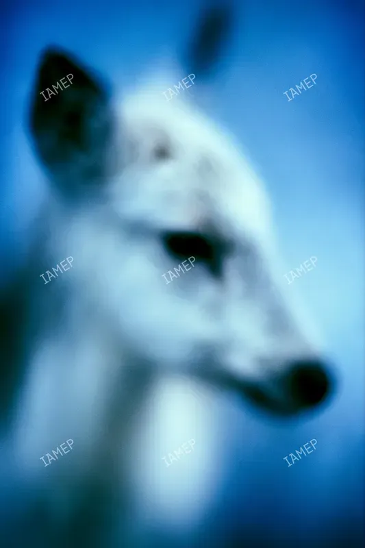 Blue Blur Dream Portraits