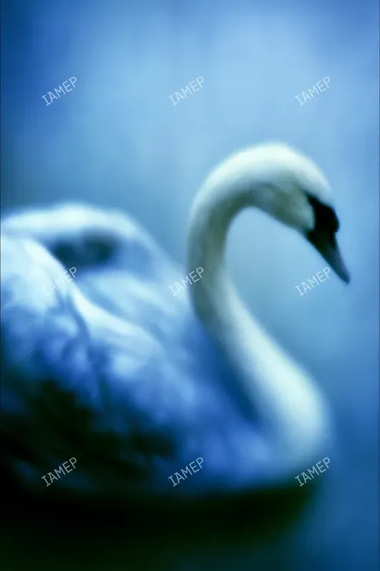 Blue Blur Dream Portraits