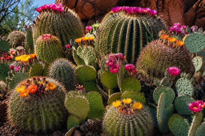 Flowering Cacti Collection Generator