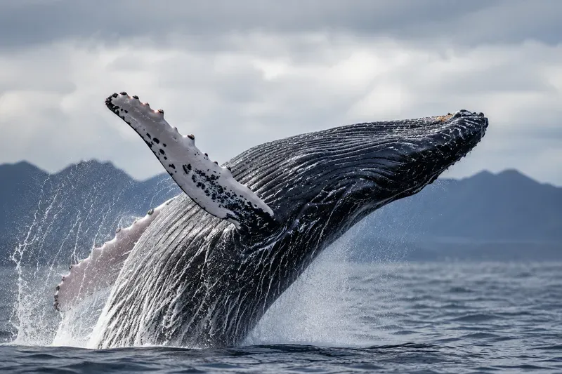 Wildlife Nature Photography