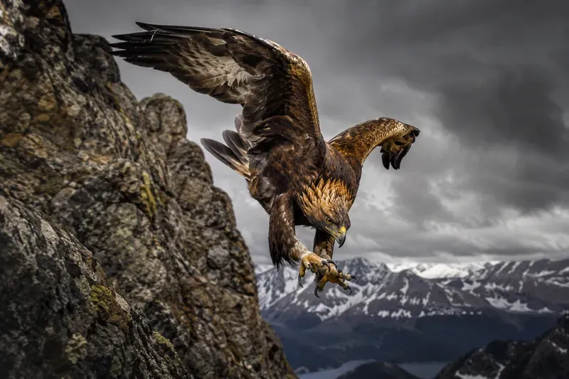 Wildlife Nature Photography
