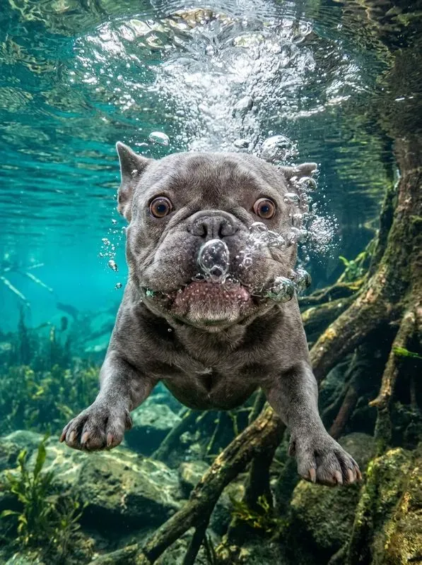 High Energy Underwater Pet Photography