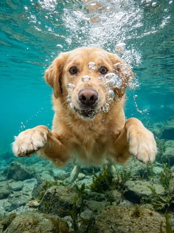 High Energy Underwater Pet Photography