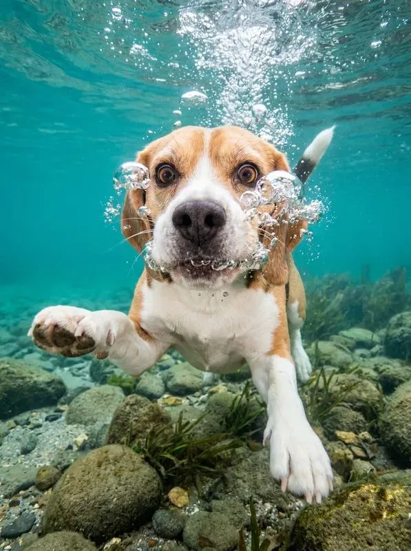 High Energy Underwater Pet Photography