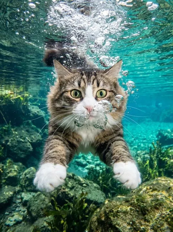 High Energy Underwater Pet Photography