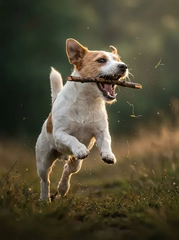 Epic Pet Midair Action Catches