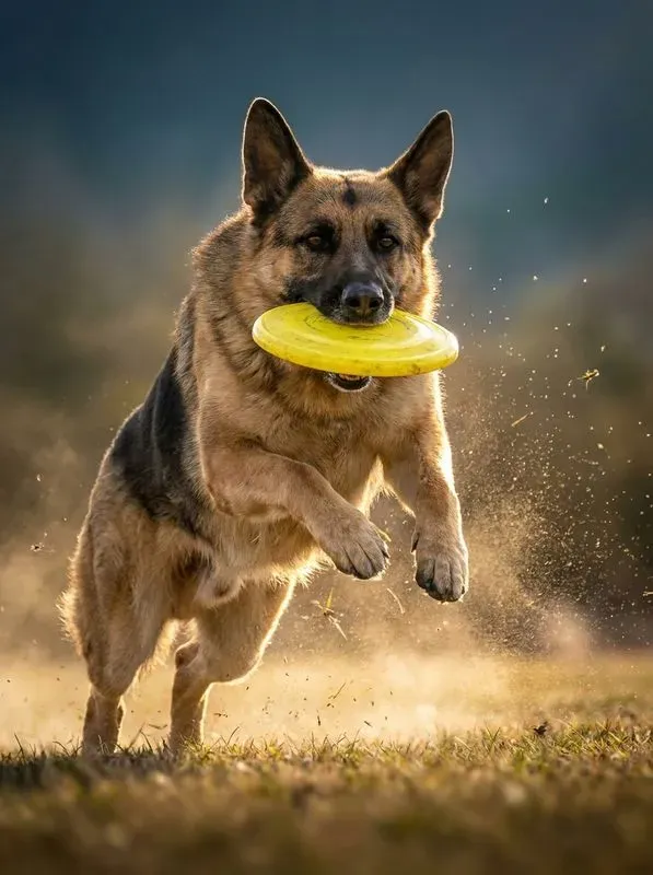 Epic Pet Midair Action Catches
