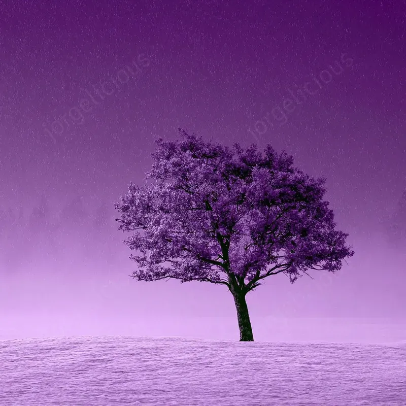 Purple Atmospheric Minimal Scenes