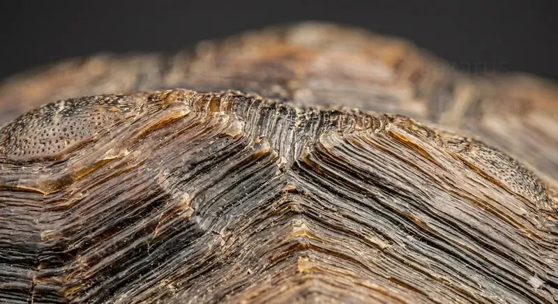 Extreme Macro Wildlife Realism