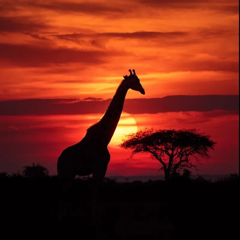 African Safari Photography