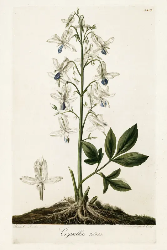 Fantasy Herbarium Art Generator