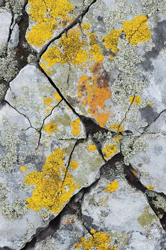 Elemental Textures