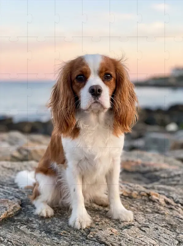 Coastal Breeze Pet Portraits