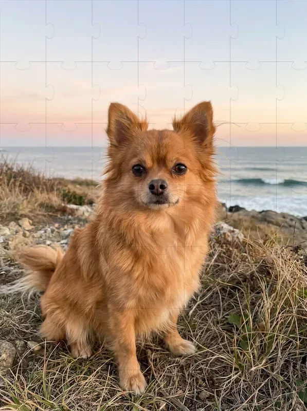 Coastal Breeze Pet Portraits