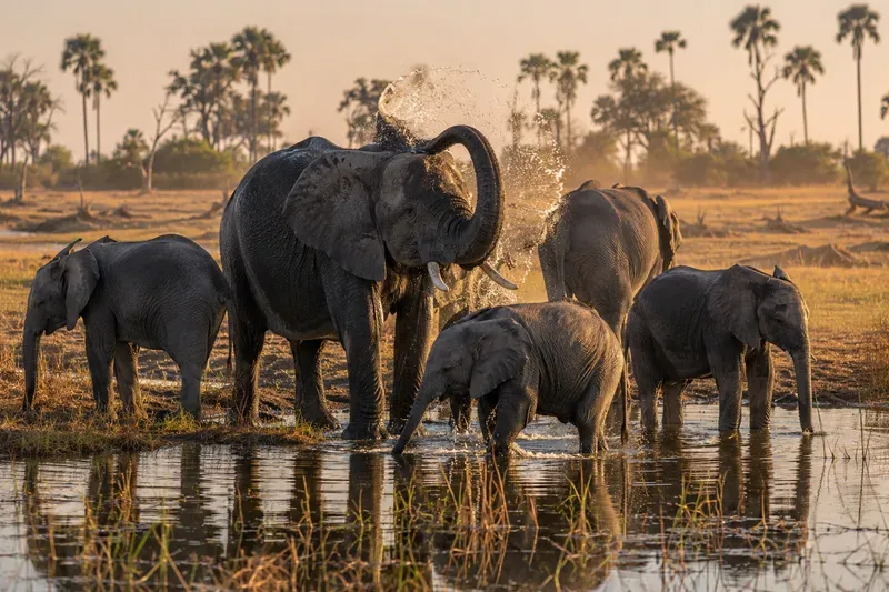 Realistic Wildlife Travel Photos