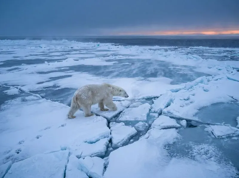 Realistic Wildlife Travel Photos