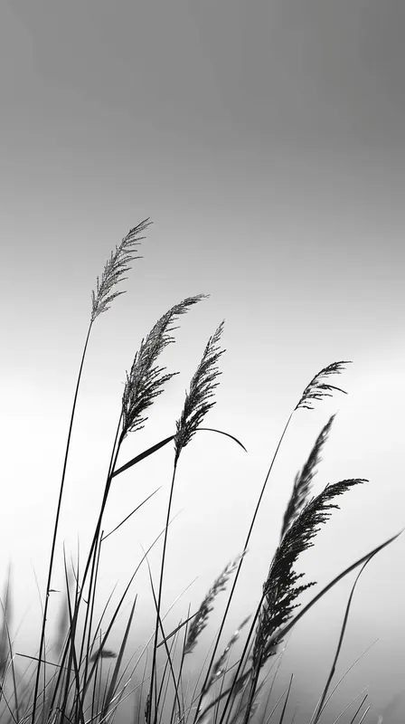 Serene Bw Nature Shots