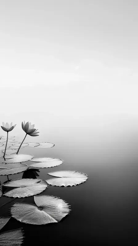 Serene Bw Nature Shots