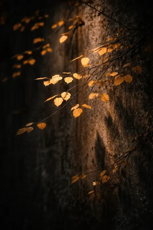 Cinematic Moody Fineart Scenes