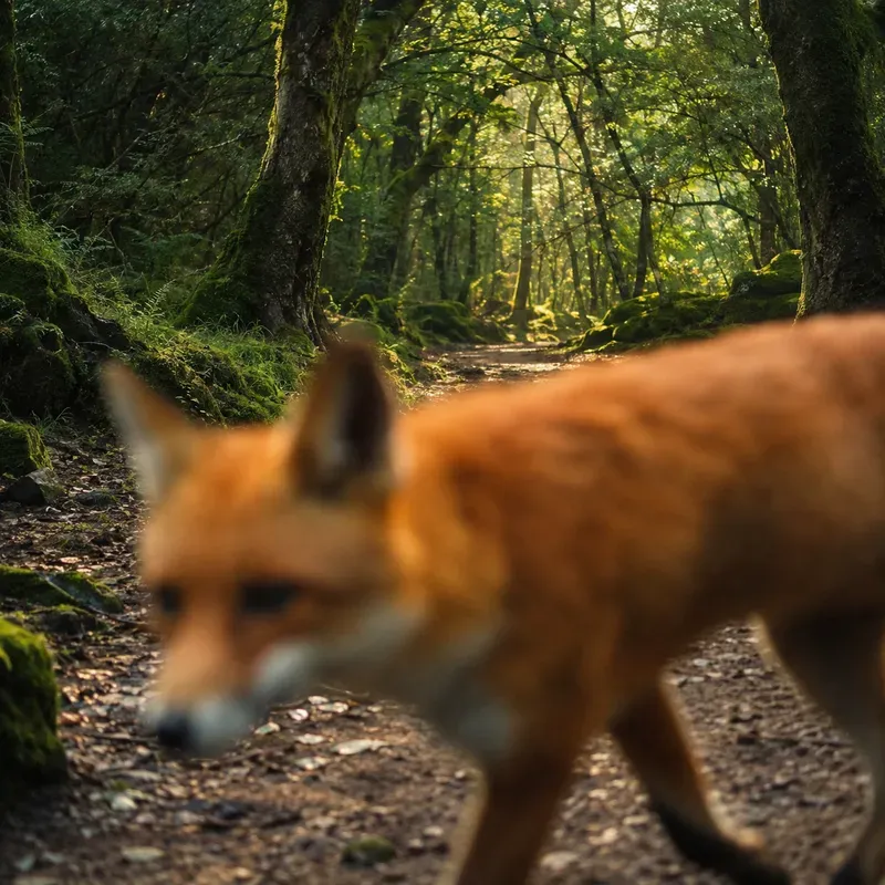 Dreamy Foreground Blur Photos