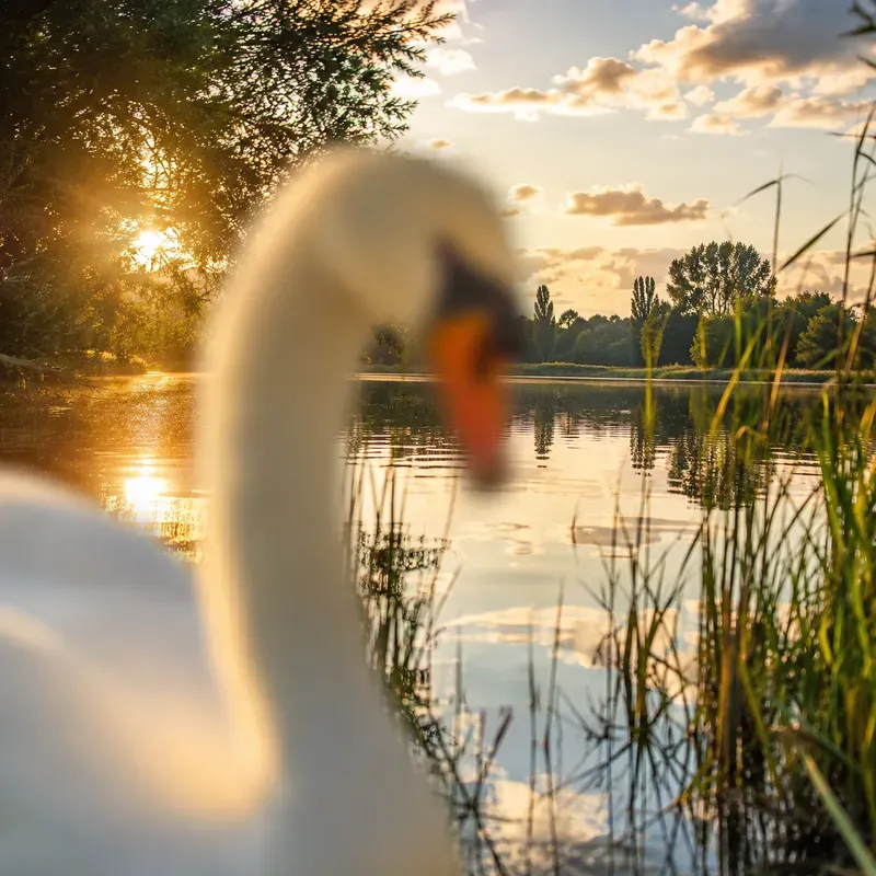 Dreamy Foreground Blur Photos