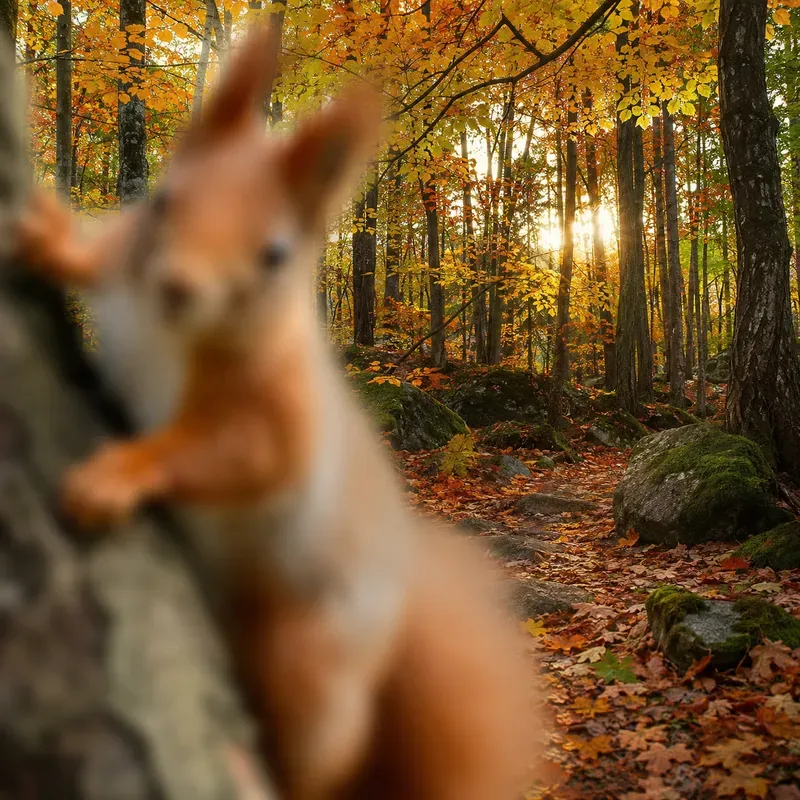 Dreamy Foreground Blur Photos
