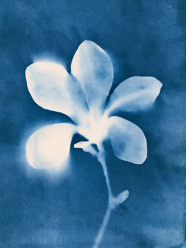 Junk Journal Cyanotype Nature Pages