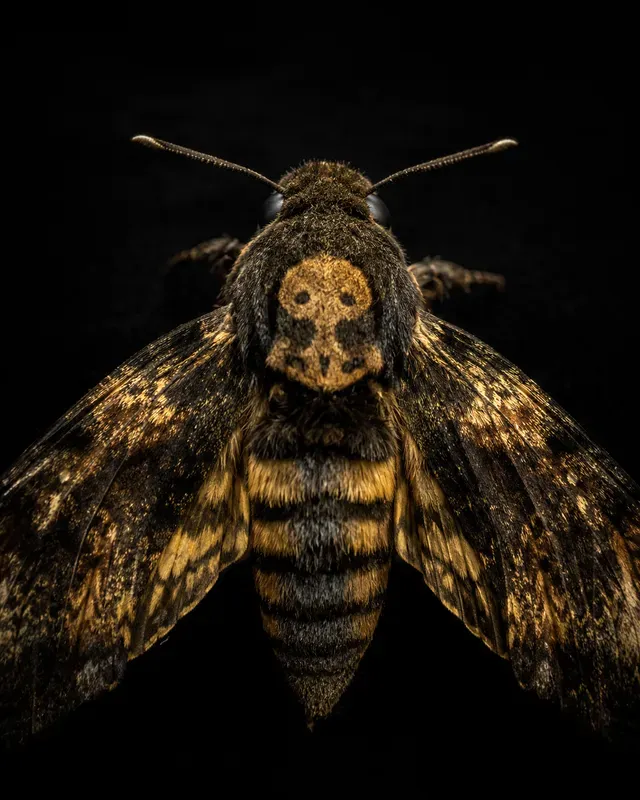 Entomological Glamour Portraits