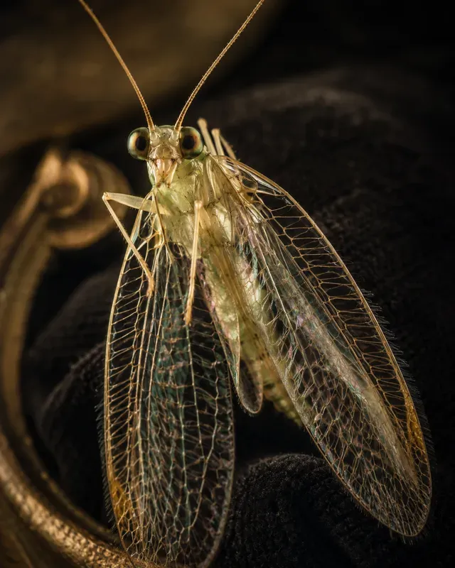 Entomological Glamour Portraits