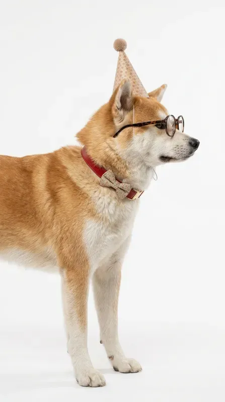 Dog Fashion Concept Generator
