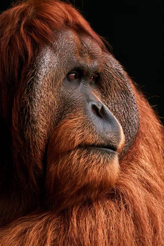 Large Mammal Portrait Generator