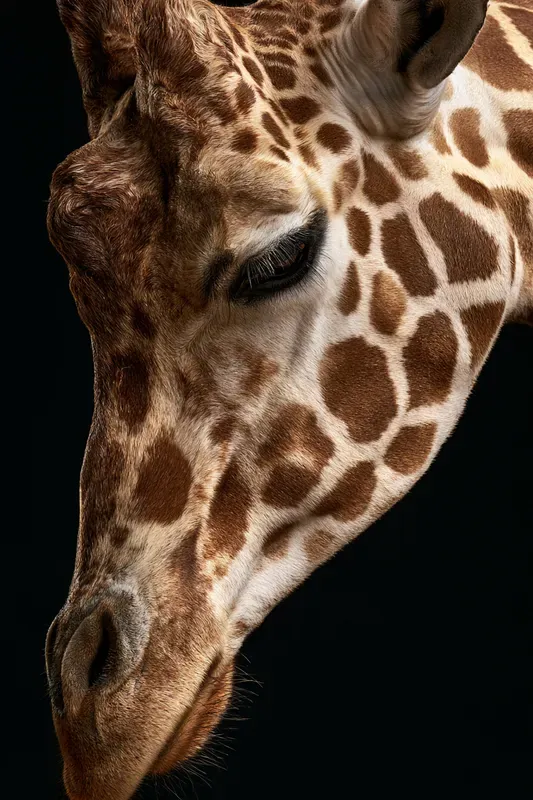 Large Mammal Portrait Generator