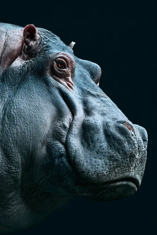 Large Mammal Portrait Generator