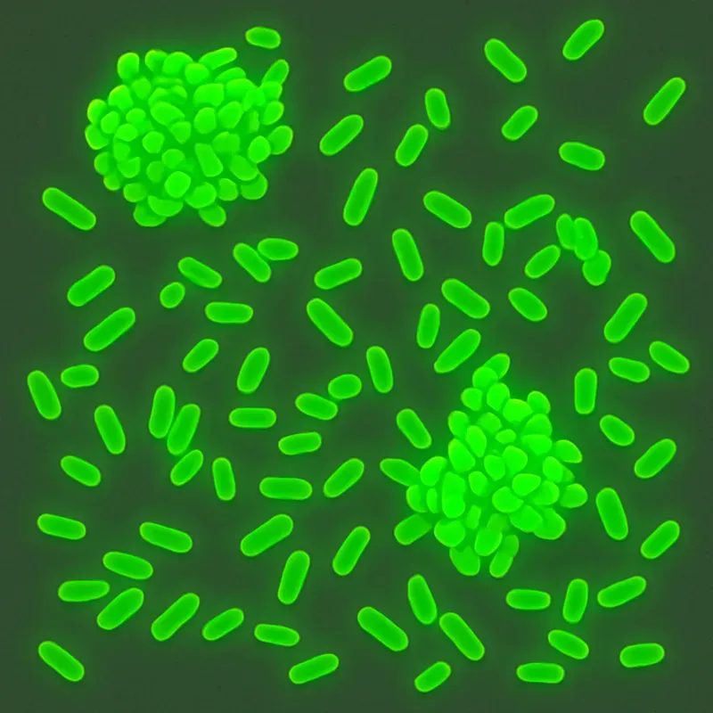 Microscopic View Photos