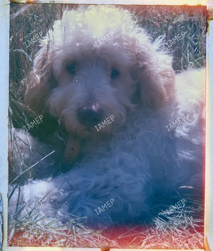 Dreamy Vintage Film Portraits