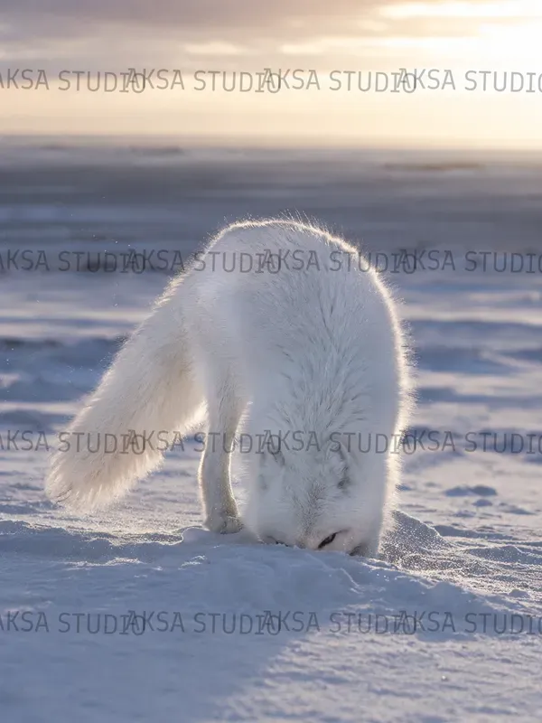 Arctic Polar Wildlife