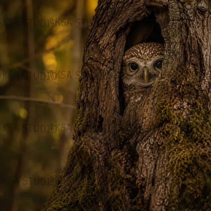 Hidden Wildlife Portraits