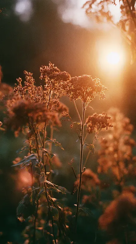 Vintage Cinematic Late Summer Americanas