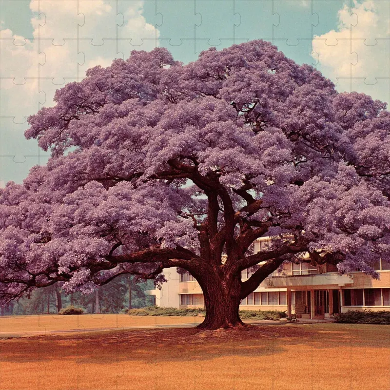 Photography Retro Film Grain Dreams