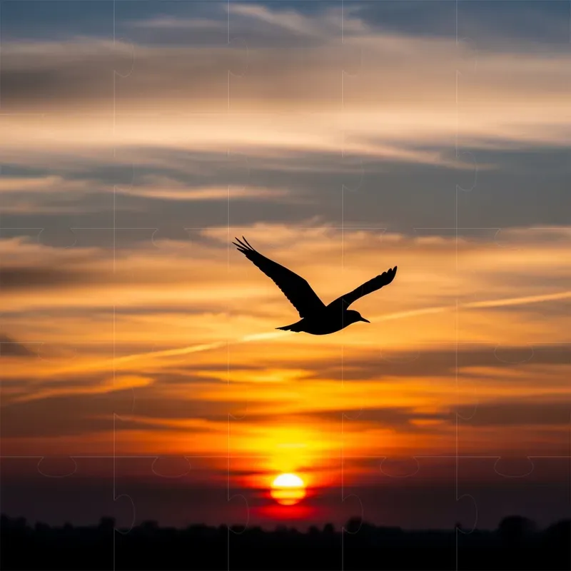 Serene Sunset Silhouette Photography