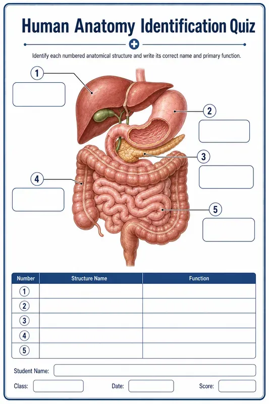 Create Premium Printready Anatomy Works