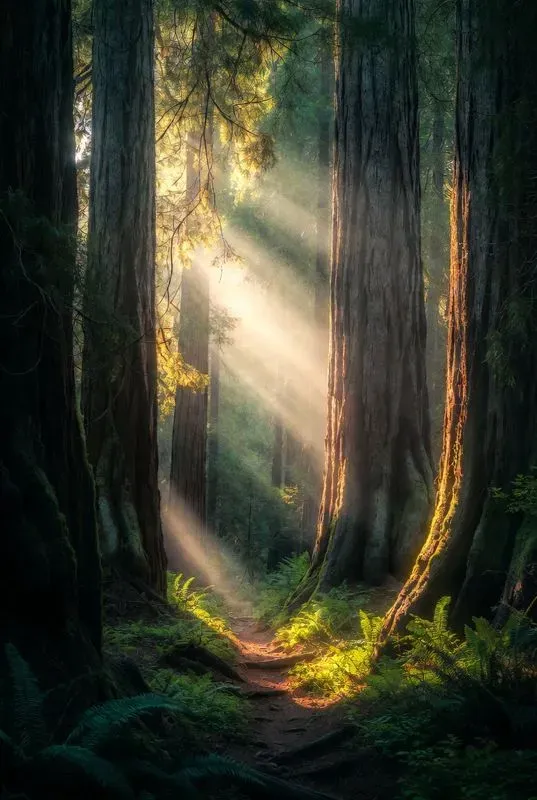 Nature Landscape Phone Wallpapers