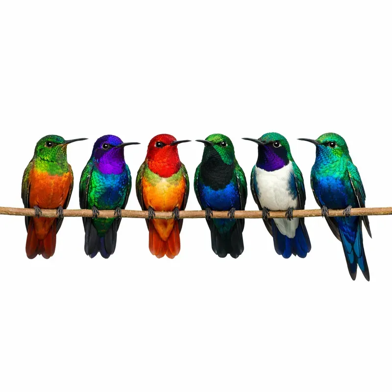 Colorful Bird Lineup Generator