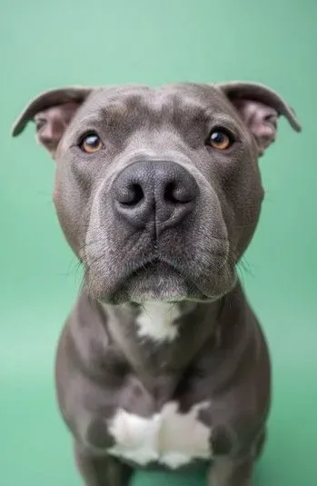 Pet Studio Portraits