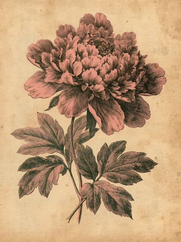 Junk Journal Pages Antique Engravings