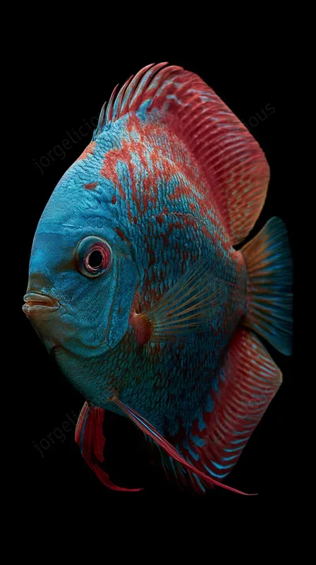 Luxury Fish Studio Portraits