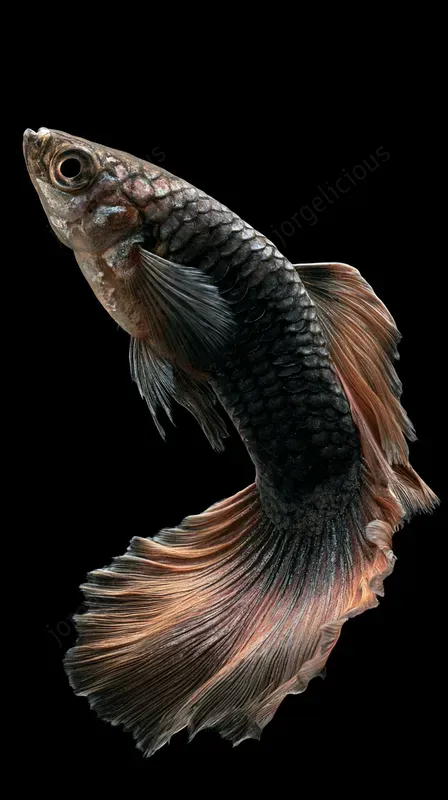 Luxury Fish Studio Portraits